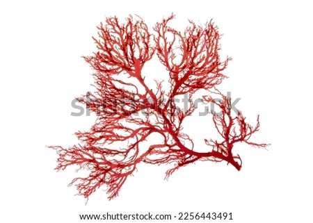 Red seaweed or rhodophyta algae branch isolated on white