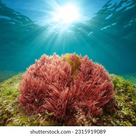 Red seaweed with sunlight underwater in the ocean (harpoon weed alga Asparagopsis armata), Atlantic ocean, Spain, Galicia - Shutterstock ID 2315919089