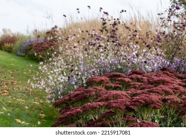 Red sedum flowers amongst other autumn flowering plants in a flower bed, photographed at a garden in Chelmsford, Essex, UK. - Shutterstock ID 2215917081