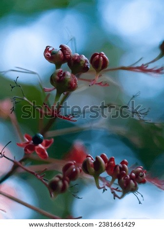 Red seedpods and black seeds of Clerodendrum japonicum, known as Japanese glorybower or Kaempher's glorybower.  