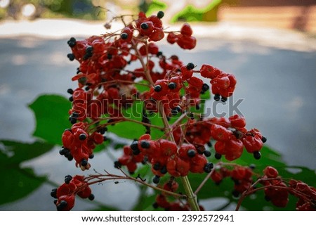 Red seedpods and black seeds of Clerodendrum japonicum, are known as Japanese glorybower or Kaempher's glorybower.