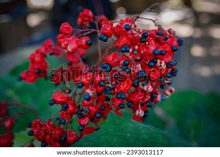 Red seedpods and black seeds of Clerodendrum japonicum, are known as Japanese glorybower or Kaempher's glorybower.