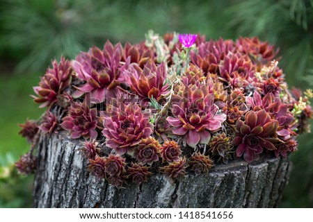 Red Sempervivum Houseleek succulent plants