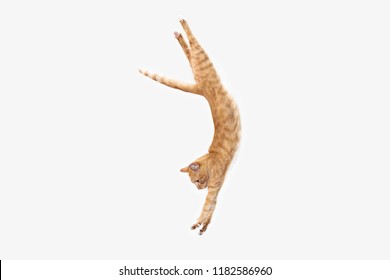 The red serious cat isolated on a white background at studio. The animals emotions concept - Powered by Shutterstock