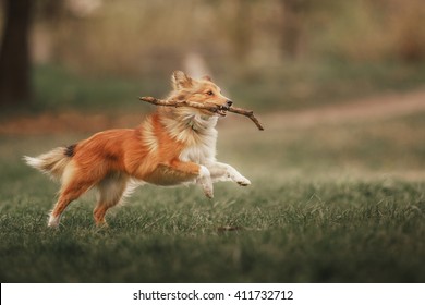 Red Shetland Sheepdog carrying a stick at the sunset. Sheltie dog