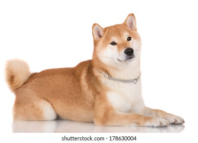 Red Shiba Inu Dog