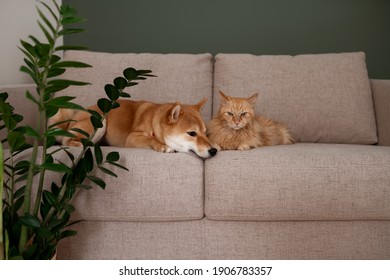 Red Shiba inu dog and red cat napping on gray couch in modern room with green wall and potted plants. Cozy home