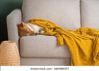 Red Shiba inu dog sleeping sweetly on the sofa with a cozy soft blanket. Modern Scandinavian interior, copy space - Powered by Shutterstock