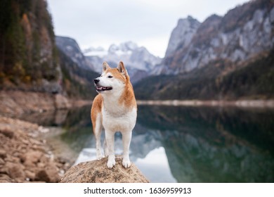 Red Shiba inu standing on a rock in front of a Lake in the austrian alps. Dog on a hike. Adventure Dog - Powered by Shutterstock