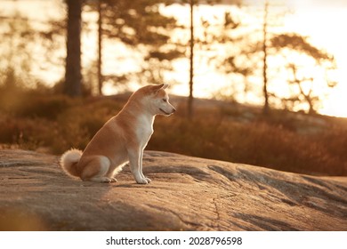 Red Shiba Inu At Stones