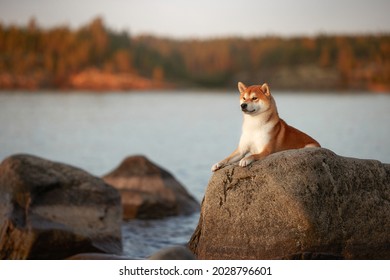 Red Shiba Inu At Stones