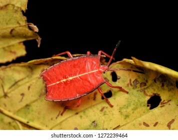 Red Shield Bug (Tessaratomidae) On Yellow Leaf, Taken In Mulu National Park, Sarawak Malaysia, Borneo