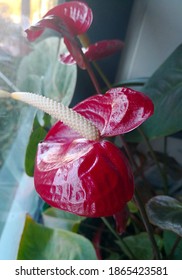 Red Shiny Flower Head Of Tailflower (Anthurium Andraeanum Or Anthurium Scherzerianum, Flamingo Flower, Laceleaf) Near Window In Blurry Background Of Foliage. Bright Image Of Flowering Indoor Plant