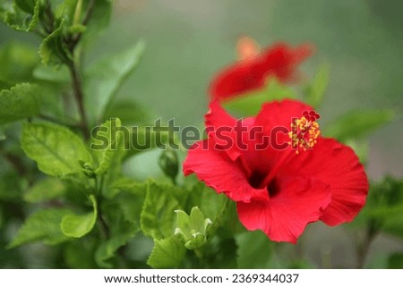 red shoeblack plant or hibiscus rosa sinensis or shoe flower or hawaiian hibiscus, blossom blooming in the garden and the the background is green color.