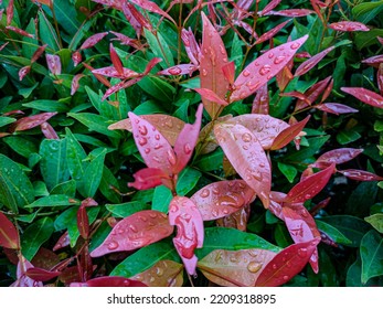 Red Shoot Leaves Are Plant Species Known As Ornamental Plants. The Color Of The Newly Emerged Leaf Buds Has A Bright Red Color. The Color Of The Leaves Will Slowly Turn Green Over Time.