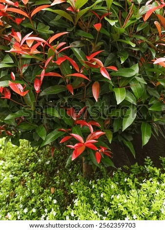 Similar – Image, Stock Photo Green hedge Outdoor