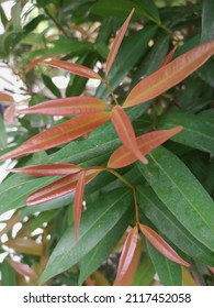 Red shoots or red shoots are plant species known as ornamental plants belonging to the genus Syzygium. The color of the newly emerging leaf buds has a bright red color so this plant has the name Red S