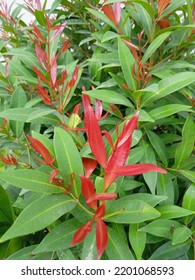 Red Shoots Are Plants Known As Ornamental Plants From The Genus Syzygium. The Color Of The Newly Emerged Leaf Buds Has A Bright Red Color. The Color Of The Leaves Will Slowly Turn Green Over Time.