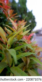 Red Shoots Or Syzygium Sinubanense Is An Ornamental Plant Of The Genus Syzygium. The Color Of The Newly Emerging Leaf Buds Has A Bright Red Color And Will Slowly Turn Green Over Time.