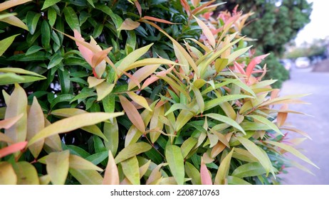 Red Shoots Or Syzygium Sinubanense Is An Ornamental Plant Of The Genus Syzygium. The Color Of The Newly Emerging Leaf Buds Has A Bright Red Color And Will Slowly Turn Green Over Time.