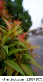 Red Shoots Or Syzygium Sinubanense Is An Ornamental Plant Of The Genus Syzygium. The Color Of The Newly Emerging Leaf Buds Has A Bright Red Color And Will Slowly Turn Green Over Time.