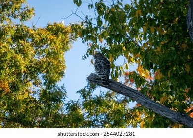 Red shoulder hawk perched on tree branch scouting for it's prey - Powered by Shutterstock