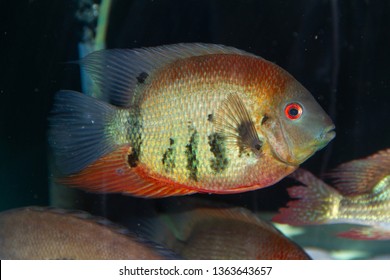 19 Red Shoulder Severum Images, Stock Photos & Vectors | Shutterstock