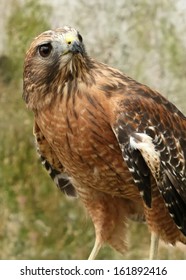 Red Shouldered Hawk