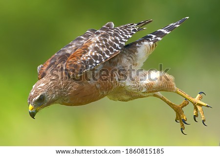 Red shouldered Hawk (Buteo lineatus) Flying fast down toward its prey - yellow talons behind and open - serious determined look on face, blurred green and yellow background, great feather detail, 