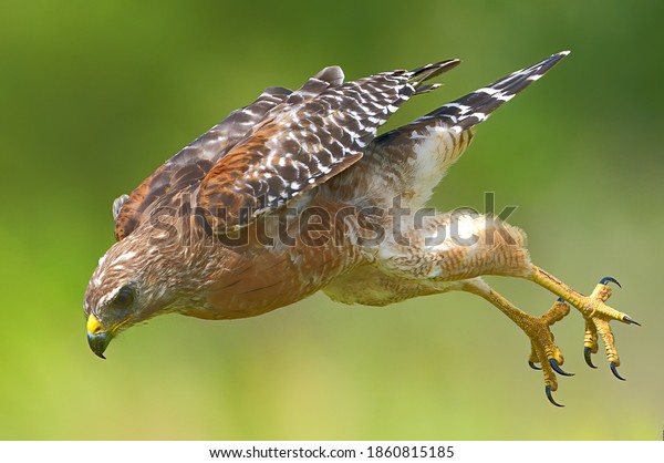 Red shouldered Hawk (Buteo lineatus) Flying fast down\
toward its prey - yellow talons behind and open - serious\
determined look on face, blurred green and yellow background, great\
feather detail, 
