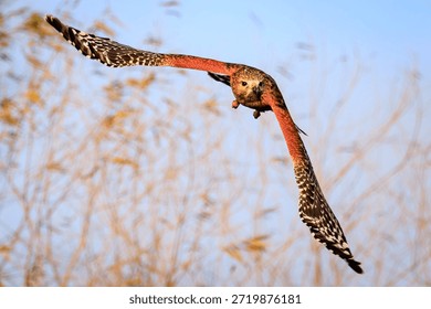 Red Shouldered Hawk in flight