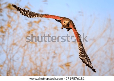 Red Shouldered Hawk in flight