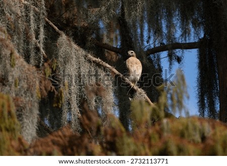 Red shouldered hawk in Florida 