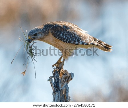 Red Shouldered Hawk on a Stump