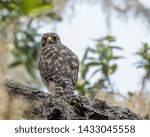 Red shouldered hawk perched in a tree