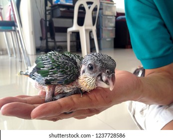 Red Shouldered Macaw (Diopsittaca Nobilis) Or Hahn Macaw Or Noble Macaw Parrot Chick On The Hand.