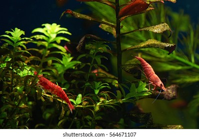 Red Shrimp In Freshwater Aquarium