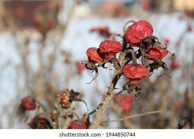 red shriveled rosehip berries close-up on a prickly branch in winter