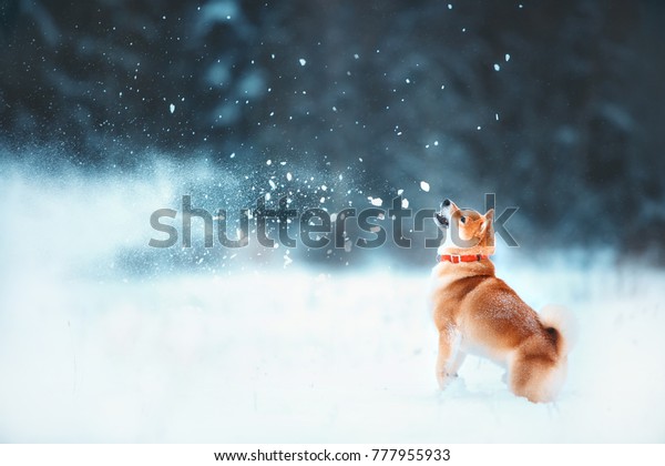 Download Red Siba Dog Runs On Slope Stock Photo (Edit Now) 777955933