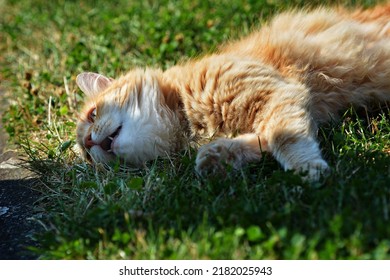 3,639 Rusty cat Images, Stock Photos & Vectors | Shutterstock