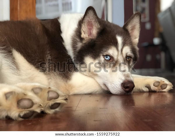 Red Siberian Husky Blue Brown Eyes Stock Image Download Now