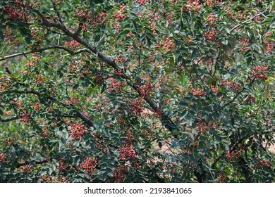 Red Sichuan pepper berries close up on the tree outdoor.Sichuan pepper is a spice in Chinese cuisine