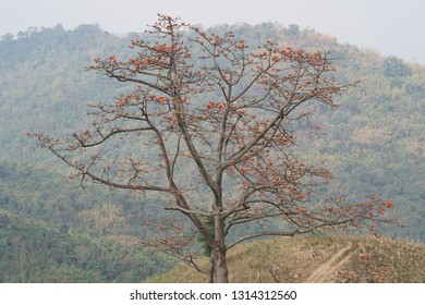 Red Silk Cottontree Or Bombax Ceiba