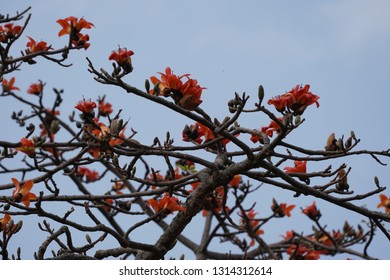 Red Silk Cottontree Or Bombax Ceiba