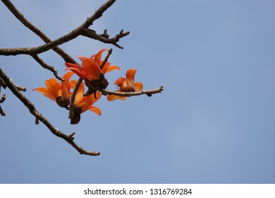 Red Silk Cottontree Or Bombax Ceiba