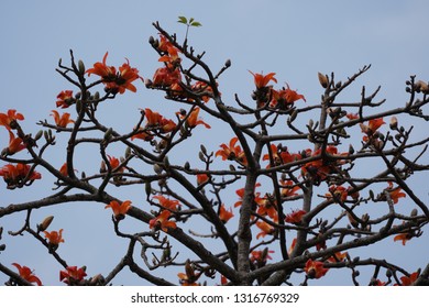 Red Silk Cottontree Or Bombax Ceiba