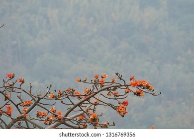 Red Silk Cottontree Or Bombax Ceiba