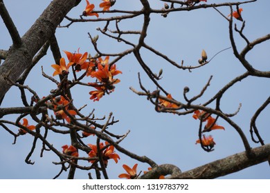 Red Silk Cottontree Or Bombax Ceiba