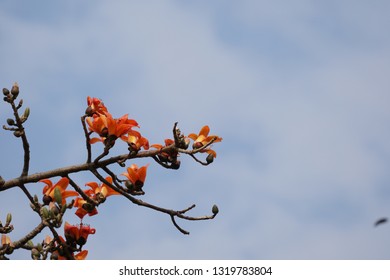 Red Silk Cottontree Or Bombax Ceiba