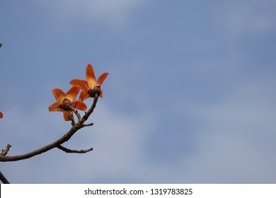 Red Silk Cottontree Or Bombax Ceiba